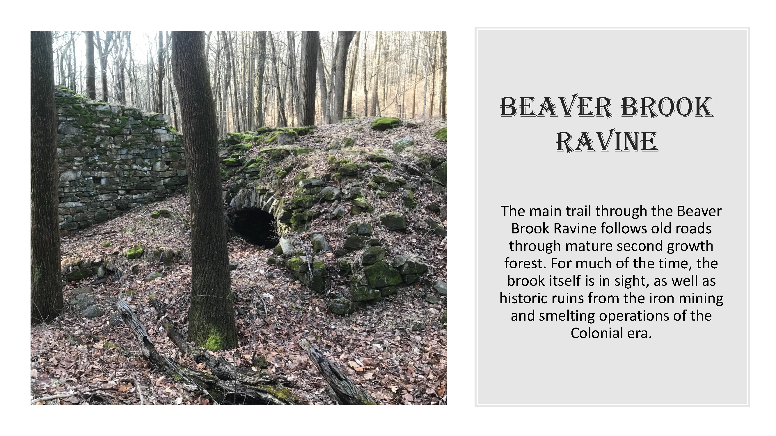 beaver brook ravine