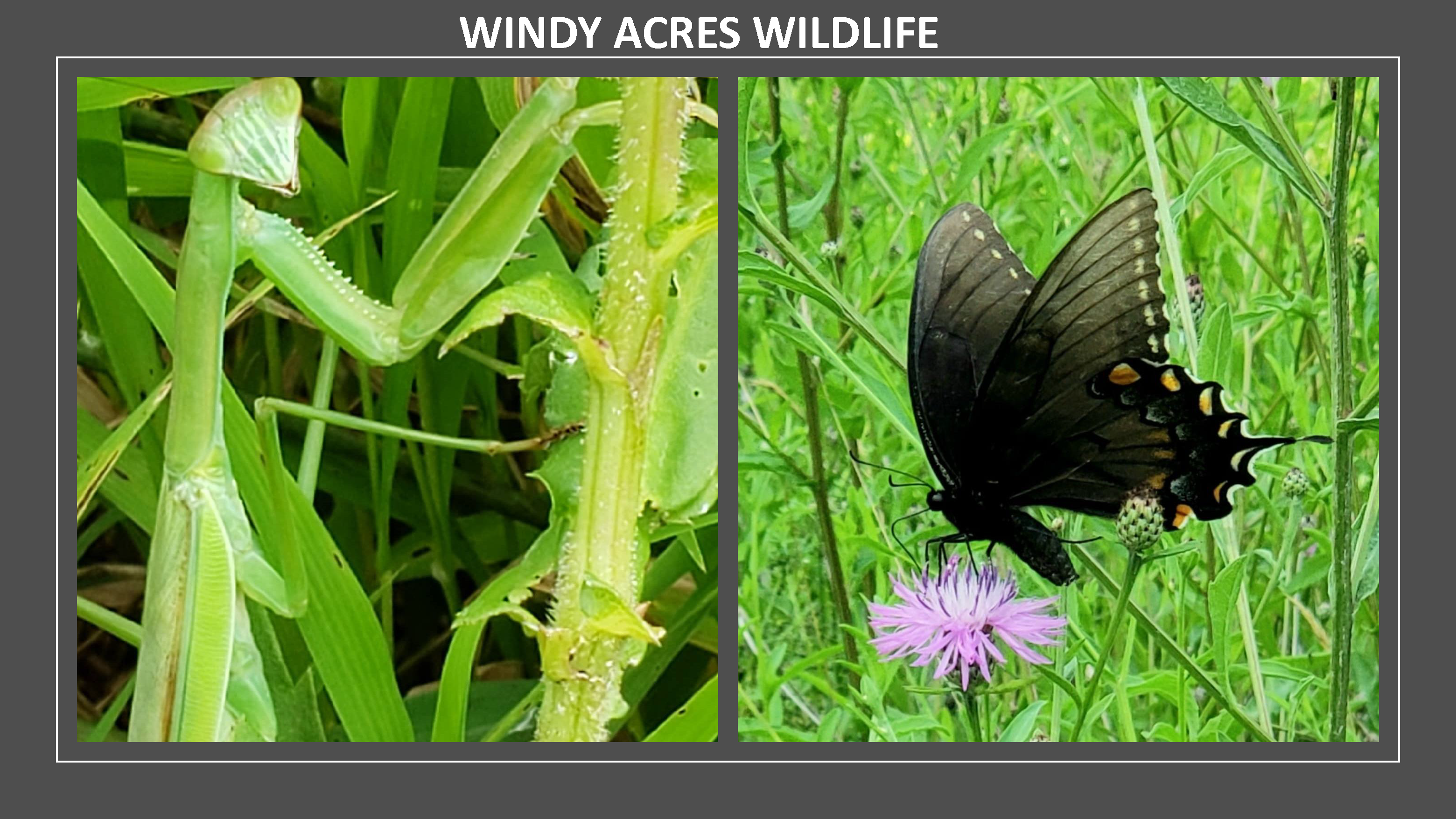 windy acres wildlife